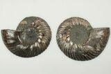 3.1" Cut & Polished, Pyritized Ammonite Fossil - Russia - #198339-1